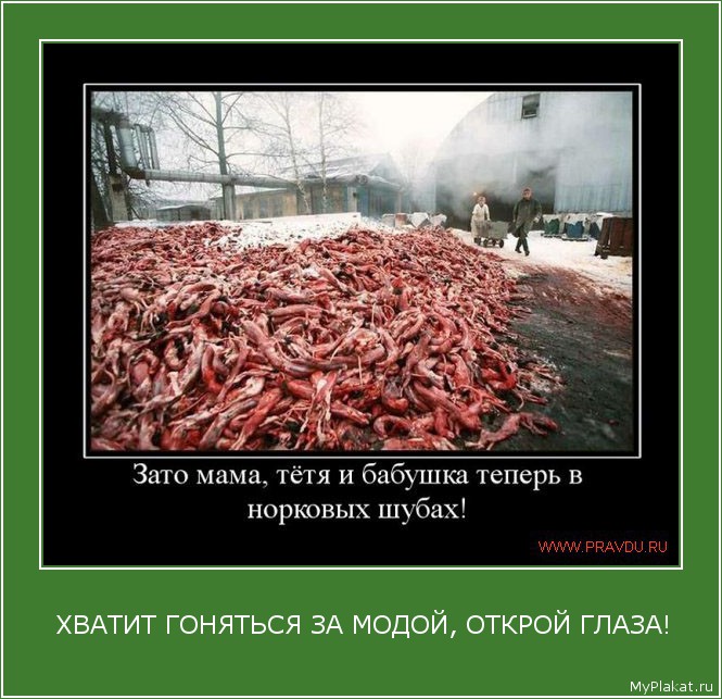 Картинка дня