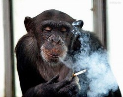 ЭТА ОБЕЗЬЯНА ПОХОЖА НА ЧЕЛОВЕКА? - Нет, это курильщик похож на обезьяну...