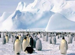 В АНТАРКТИКЕ НАЙДЕНА НЕФТЬ - кровавому режиму пингвинов осталось недолго